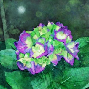 Debra Whelan Art - Purple and Green Hydrangea
