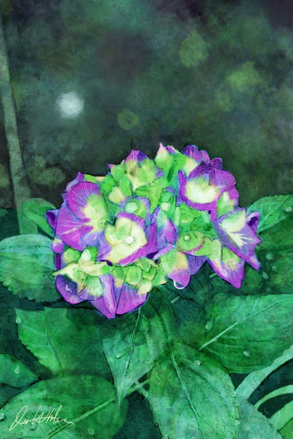 Debra Whelan Art - Purple and Green Hydrangea