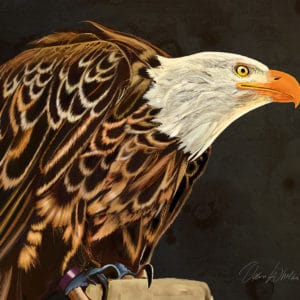 Debra Whelan Art - Majestic Eagle