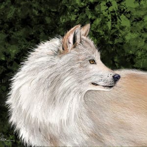 Debra Whelan Art - Alpine Wolf