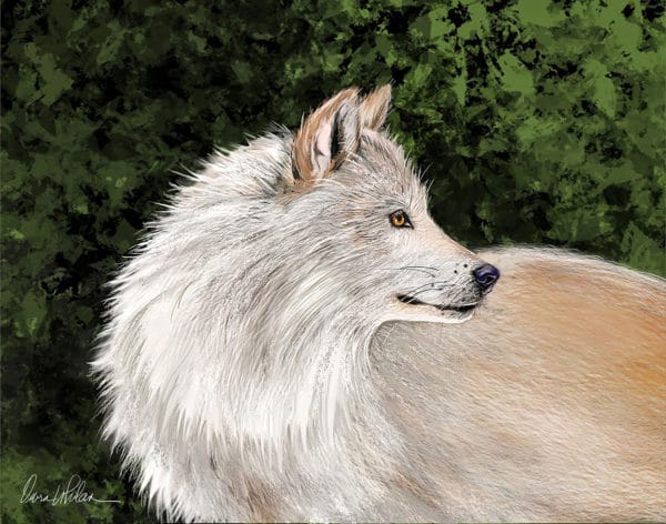 Debra Whelan Art - Alpine Wolf