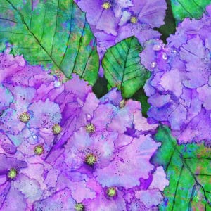Debra Whelan Art - Purple Hydrangeas