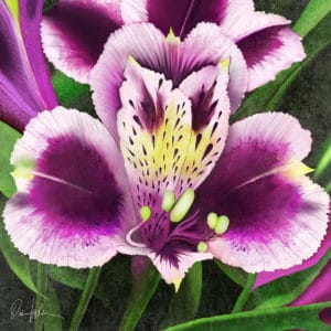 Debra Whelan Art - Exotic Iris