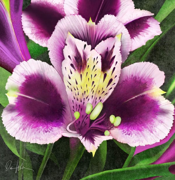Debra Whelan Art - Exotic Iris