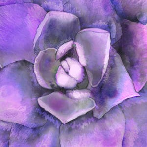 Debra Whelan Art - Purple Succulent