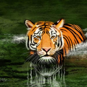 Debra Whelan Art - Wading Tiger