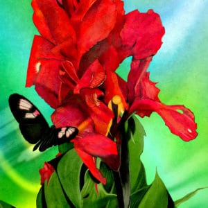 Red Canna Lily by Debra Whelan