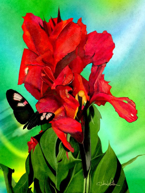 Red Canna Lily by Debra Whelan